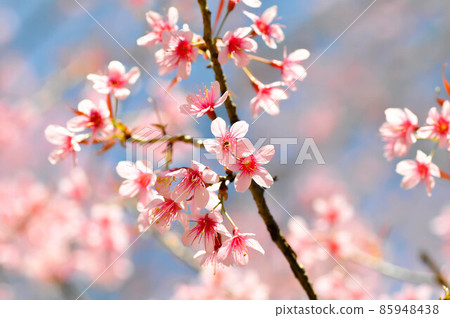 wild himalayan cherry or prunus cerasoides, sakura wild himalayan cherry or prunus cerasoides, sakura 85948438