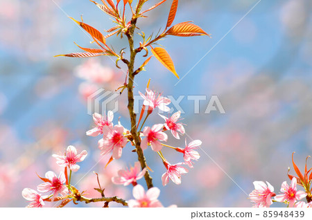 wild himalayan cherry or prunus cerasoides, sakura wild himalayan cherry or prunus cerasoides, sakura 85948439