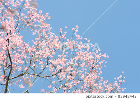 wild himalayan cherry or prunus cerasoides, sakura or flower in blur background 85948442