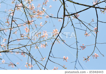 wild himalayan cherry or prunus cerasoides, sakura or pink flower 85948443