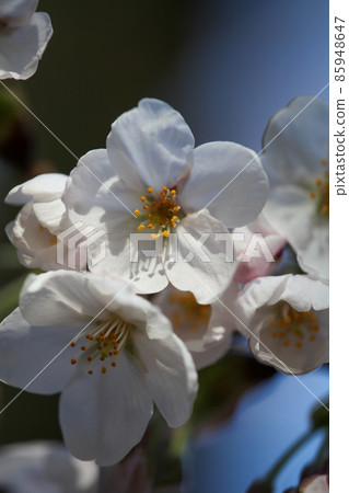 Cherry Blossoms Cherry Blossoms 85948647