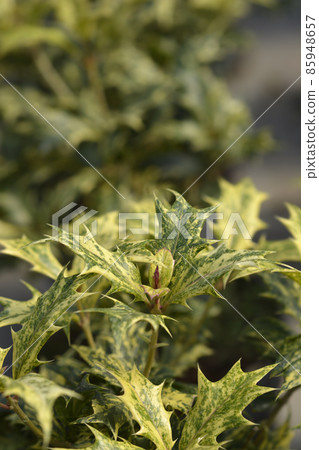 Holly osmanthus Tricolor 85948657