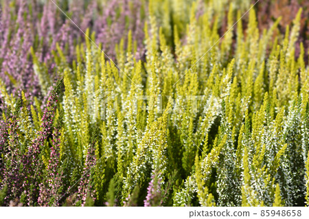 Common heather 85948658