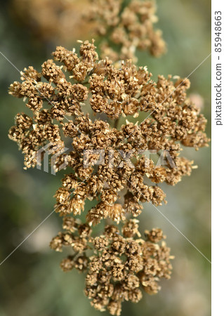 Yarrow 85948663