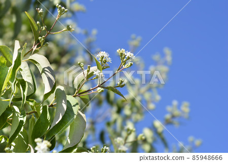 Seven-son flower tree Seven-son flower tree 85948666