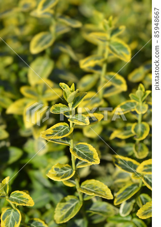 Wintercreeper Emerald and Gold Wintercreeper Emerald and Gold 85948667
