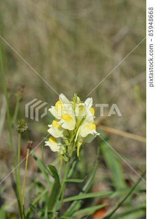 Common toadflax Common toadflax 85948668