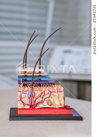 Pastic model of skin structure with hair for education in the cosmetologist's office against the background of the device for electroepilation. 85948748