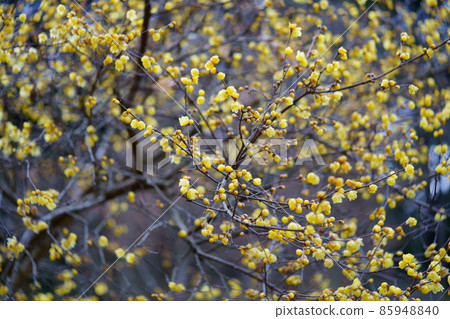 One side young Japanese allspice flower One side young Japanese allspice flower 85948840