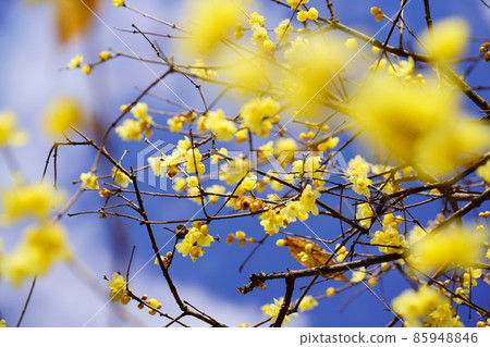 Japanese allspice, front bokeh and blue sky Japanese allspice, front bokeh and blue sky 85948846
