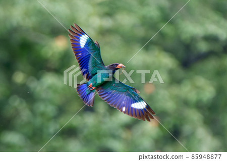 Flying skunk Flying skunk 85948877