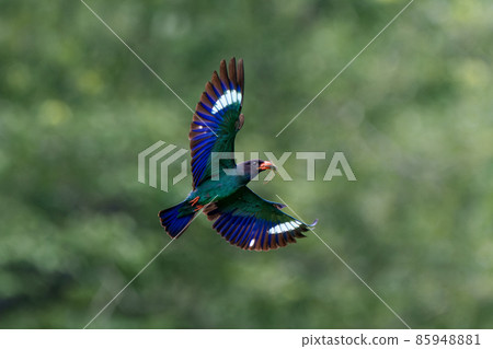 Flying skunk 85948881