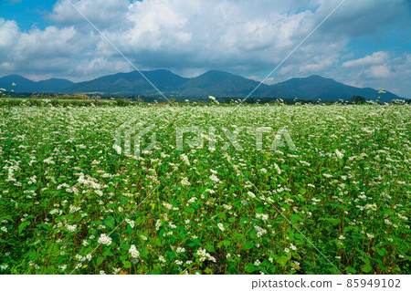 Buckwheat flowers blooming in buckwheat fields and Hiruzen Sanza 5 Maniwa City, Okayama Prefecture Buckwheat flowers blooming in buckwheat fields and Hiruzen Sanza 5 Maniwa City, Okayama Prefecture 85949102