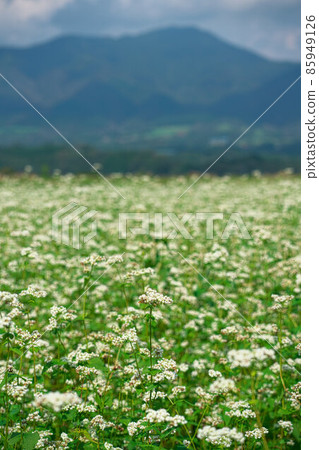 在蕎麥田和 Hiruzen Plateau 3 岡山縣真庭市盛開的蕎麥花 在蕎麥田和 Hiruzen Plateau 3 岡山縣真庭市盛開的蕎麥花 85949126