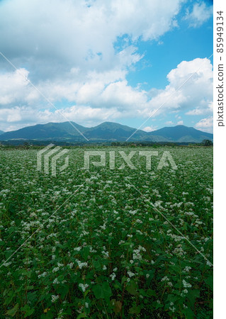 Buckwheat flowers blooming in buckwheat fields and Hiruzen Sanza 9 Maniwa City, Okayama Prefecture 85949134