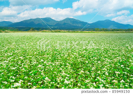 Buckwheat flowers blooming in buckwheat fields and Hiruzen Sanza 12 Maniwa City, Okayama Prefecture Buckwheat flowers blooming in buckwheat fields and Hiruzen Sanza 12 Maniwa City, Okayama Prefecture 85949150