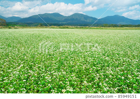 Buckwheat flowers blooming in buckwheat fields and Hiruzen Sanza 13 Maniwa City, Okayama Prefecture Buckwheat flowers blooming in buckwheat fields and Hiruzen Sanza 13 Maniwa City, Okayama Prefecture 85949151