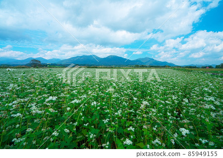 Buckwheat flowers blooming in buckwheat fields and Hiruzen Sanza 17 Maniwa City, Okayama Prefecture Buckwheat flowers blooming in buckwheat fields and Hiruzen Sanza 17 Maniwa City, Okayama Prefecture 85949155
