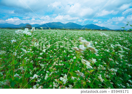Buckwheat flowers blooming in buckwheat fields and Hiruzen Sanza 21 Maniwa City, Okayama Prefecture Buckwheat flowers blooming in buckwheat fields and Hiruzen Sanza 21 Maniwa City, Okayama Prefecture 85949171