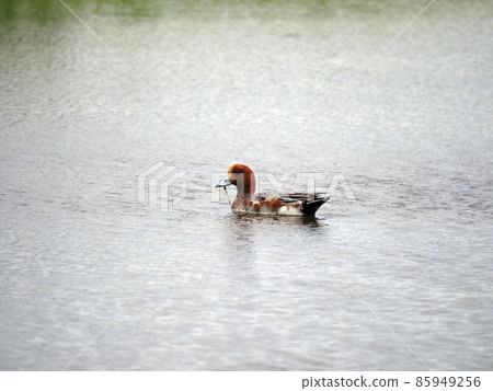 Duck in lagoon 85949256