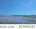 Nemophila field and blue sky 85949285