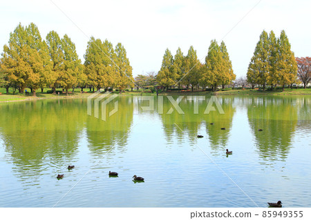 Kawagoe Aquatic Park Autumn scenery Kawagoe Aquatic Park Autumn scenery 85949355
