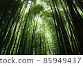 The sun seen from the bamboo grove 85949437