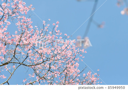wild himalayan cherry or prunus cerasoides, sakura or pink flower background wild himalayan cherry or prunus cerasoides, sakura or pink flower background 85949950