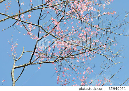 wild himalayan cherry or prunus cerasoides, sakura or pink flower 85949951