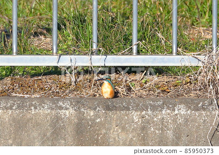 Kingfisher sitting in Kawahara, a swan landing site in Kawajima-cho, Hiki-gun, Saitama Prefecture Kingfisher sitting in Kawahara, a swan landing site in Kawajima-cho, Hiki-gun, Saitama Prefecture 85950373