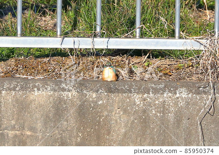 Kingfisher sitting in Kawahara, a swan landing site in Kawajima-cho, Hiki-gun, Saitama Prefecture Kingfisher sitting in Kawahara, a swan landing site in Kawajima-cho, Hiki-gun, Saitama Prefecture 85950374