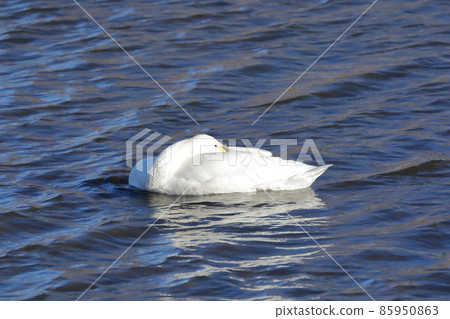 Oppe River Swan Flying Ground, Kawajima-cho, Hiki-gun, Saitama Prefecture 85950863