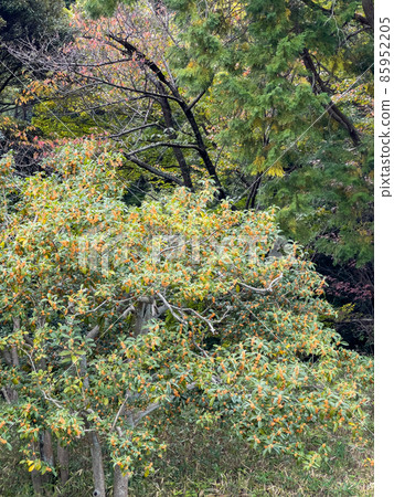 Ritsurin Garden in mid-autumn (early November, Kinmokusei) 85952205