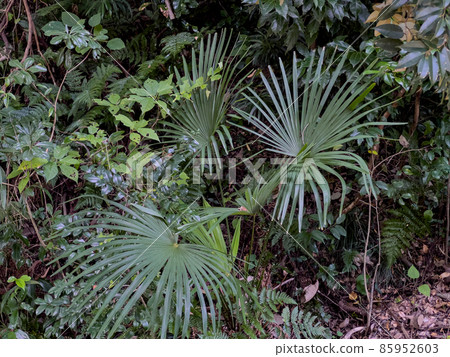 Ritsurin Garden in mid-autumn (early November) 85952603