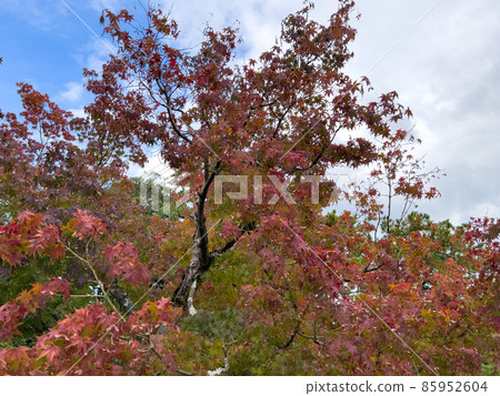 Ritsurin Garden in mid-autumn (early November) 85952604