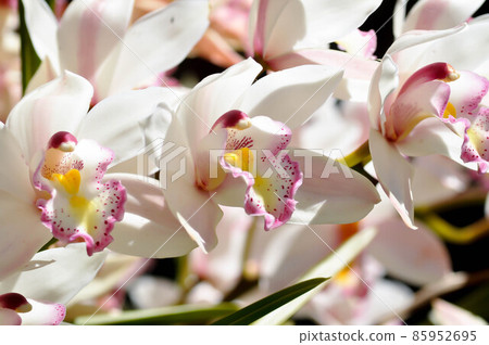 Ground orchid, Spathoglottis or Acanthephippium or  Bletia or Calanthe 85952695
