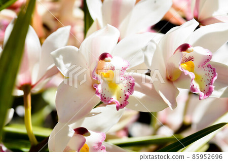 Ground orchid, Spathoglottis or Acanthephippium or Bletia or Calanthe Ground orchid, Spathoglottis or Acanthephippium or Bletia or Calanthe 85952696