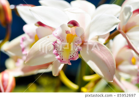 Ground orchid, Spathoglottis or Acanthephippium or Bletia or Calanthe Ground orchid, Spathoglottis or Acanthephippium or Bletia or Calanthe 85952697
