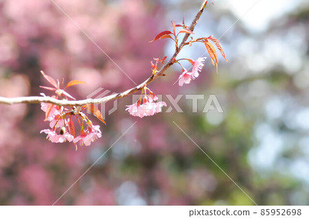 wild himalayan cherry or prunus cerasoides, sakura or pink flower wild himalayan cherry or prunus cerasoides, sakura or pink flower 85952698