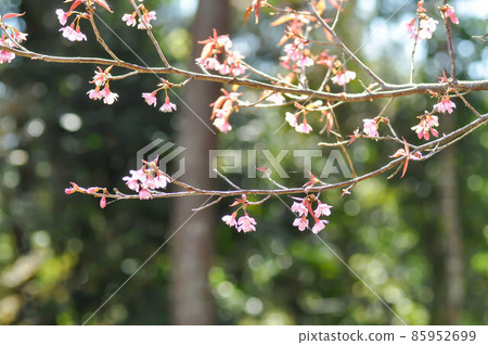 wild himalayan cherry or prunus cerasoides, sakura or pink flower wild himalayan cherry or prunus cerasoides, sakura or pink flower 85952699