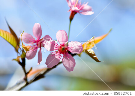 wild himalayan cherry or prunus cerasoides, sakura or pink flower 85952701