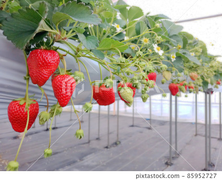 Strawberries grown in greenhouses, strawberry picking 85952727
