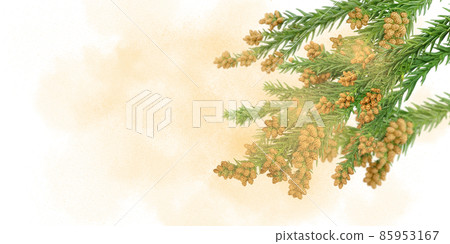 Cedar pollen pollinosis illustration real 85953167