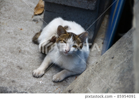 貓 85954091