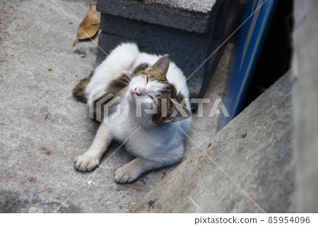 Cat Cat 85954096