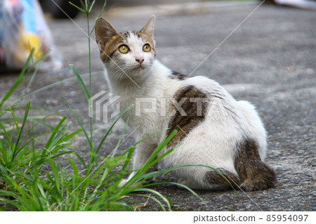 Cat Cat 85954097