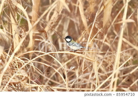 大山雀尋找隱藏在 Yoshi 中的昆蟲 85954710