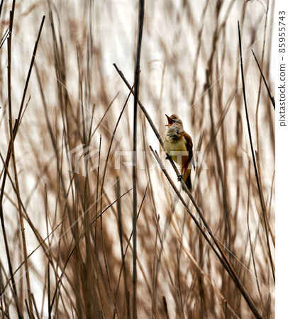 Common whitethroat, Sylvia communis, on a blade of sedge, with open bill 85955743