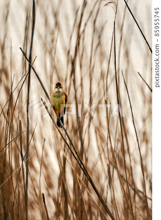 Common whitethroat, Sylvia communis, on a blade of sedge, with closed bill looking straight forward Common whitethroat, Sylvia communis, on a blade of sedge, with closed bill looking straight forward 85955745