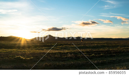 Wild horse grazing on summer meadow at sunset Wild horse grazing on summer meadow at sunset 85956035